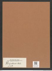Periptera sp. (de-Toni-Nr.: Genus 156) Zeichnungen Sammlung Grunow Mappe 04216 (Herbarium_W_Grunow_drawings_Folder_04216)
